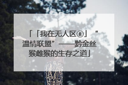 「我在无人区⑧」“温情联盟”——黔金丝猴雌猴的生存之道