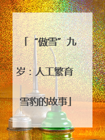 “傲雪”九岁：人工繁育雪豹的故事