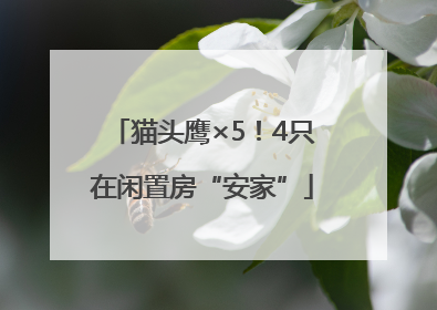 猫头鹰×5！4只在闲置房“安家”