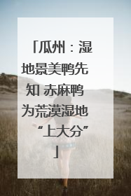 瓜州：湿地景美鸭先知 赤麻鸭为荒漠湿地“上大分”