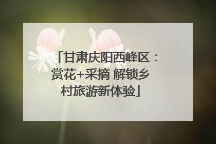 甘肃庆阳西峰区：赏花+采摘 解锁乡村旅游新体验
