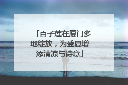 百子莲在厦门多地绽放，为盛夏增添清凉与诗意