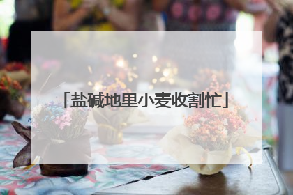 盐碱地里小麦收割忙