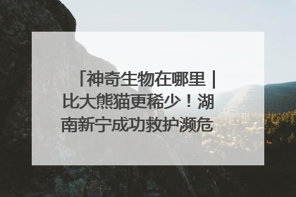 神奇生物在哪里｜比大熊猫更稀少！湖南新宁成功救护濒危鸟类海南鳽