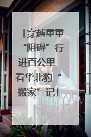 穿越重重“阻碍”行进百公里 看华北豹“搬家”记