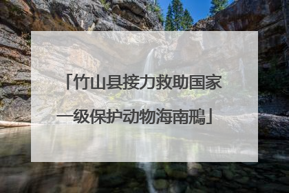 竹山县接力救助国家一级保护动物海南鳽