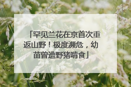 罕见兰花在京首次重返山野！极度濒危，幼苗曾遭野猪啃食