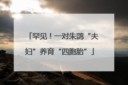 罕见！一对朱鹮“夫妇”养育“四胞胎”