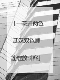 一花开两色 武汉双色睡莲绽放引客