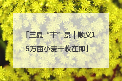 三夏“丰”景｜顺义15万亩小麦丰收在即