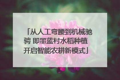从人工弯腰到机械驰骋 即墨蓝村水稻种植开启智能农耕新模式