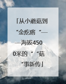 从小蘑菇到“金疙瘩“——海拔4500米的““菇“事新传
