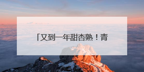 又到一年甜杏熟！青岛本地杏喜迎丰收，6月中旬开启尝鲜季
