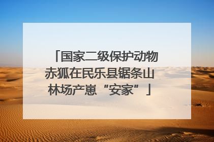 国家二级保护动物赤狐在民乐县锯条山林场产崽“安家”