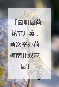 圆明园荷花节开幕，首次举办荷梅南北双花展