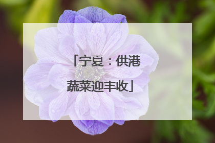 宁夏：供港蔬菜迎丰收