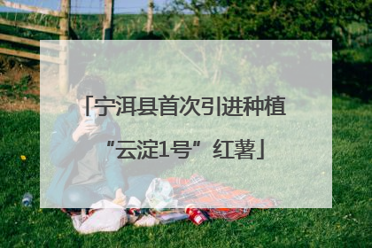 宁洱县首次引进种植“云淀1号”红薯