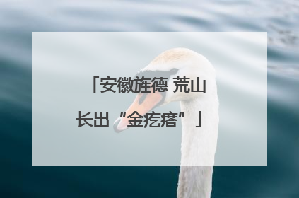 安徽旌德 荒山长出“金疙瘩”