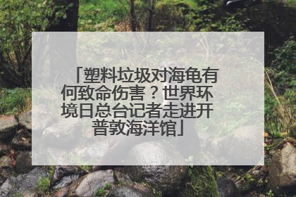 塑料垃圾对海龟有何致命伤害？世界环境日总台记者走进开普敦海洋馆
