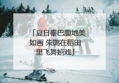 夏日秦巴腹地美如画 朱鹮在稻田里飞舞嬉戏