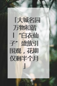 大城名园 万物和谐│“白衣仙子”盛放引围观，花期仅剩半个月