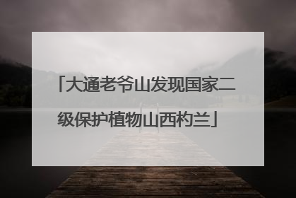 大通老爷山发现国家二级保护植物山西杓兰