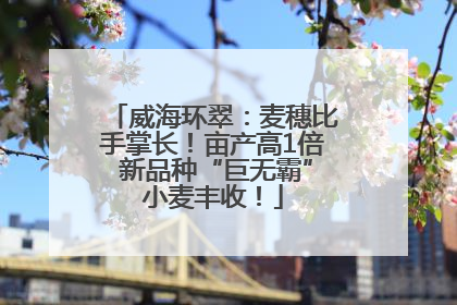 威海环翠：麦穗比手掌长！亩产高1倍 新品种“巨无霸”小麦丰收！