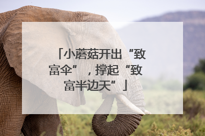 小蘑菇开出“致富伞”，撑起“致富半边天”