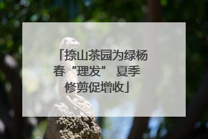 捺山茶园为绿杨春“理发” 夏季修剪促增收