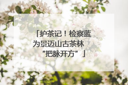 护茶记！检察蓝为景迈山古茶林 “把脉开方”