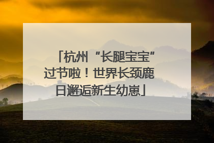 杭州“长腿宝宝”过节啦！世界长颈鹿日邂逅新生幼崽