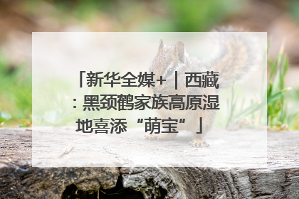 新华全媒+｜西藏：黑颈鹤家族高原湿地喜添“萌宝”