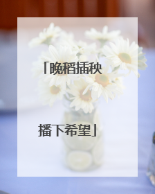 晚稻插秧 播下希望