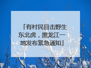 有村民目击野生东北虎,黑龙江一地发布紧急通知