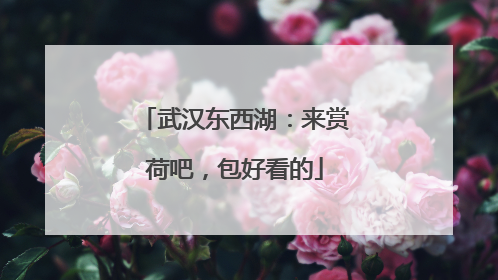 武汉东西湖：来赏荷吧，包好看的