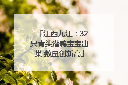 江西九江：32只青头潜鸭宝宝出巢 数量创新高