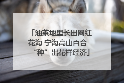 油茶地里长出网红花海 宁海高山百合“种”出花样经济