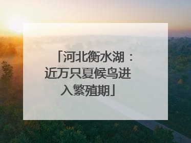 河北衡水湖：近万只夏候鸟进入繁殖期