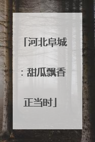 河北阜城：甜瓜飘香正当时