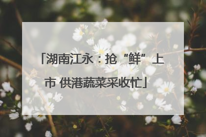 湖南江永：抢“鲜”上市 供港蔬菜采收忙