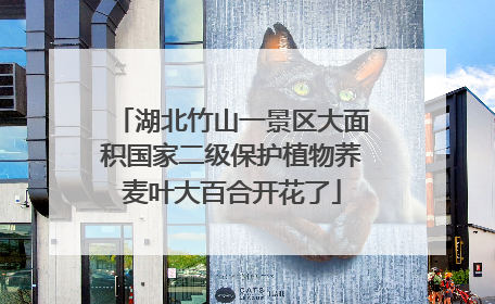 湖北竹山一景区大面积国家二级保护植物荞麦叶大百合开花了