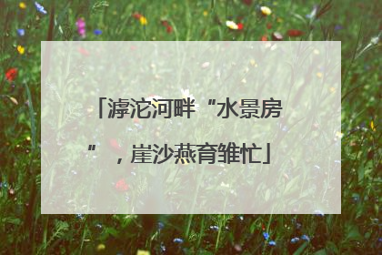 滹沱河畔“水景房”，崖沙燕育雏忙