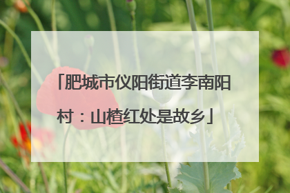 肥城市仪阳街道李南阳村：山楂红处是故乡