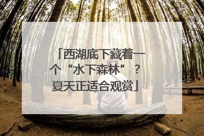 西湖底下藏着一个“水下森林”？夏天正适合观赏