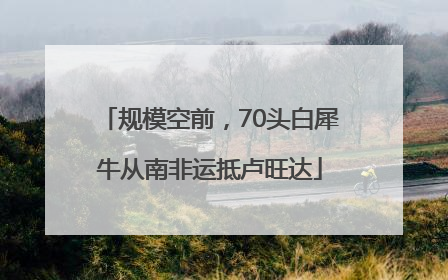 规模空前，70头白犀牛从南非运抵卢旺达