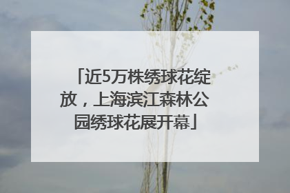 近5万株绣球花绽放，上海滨江森林公园绣球花展开幕