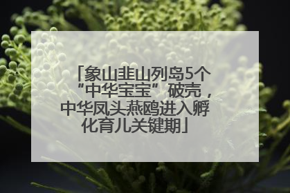 象山韭山列岛5个“中华宝宝”破壳，中华凤头燕鸥进入孵化育儿关键期