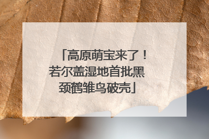 高原萌宝来了！若尔盖湿地首批黑颈鹤雏鸟破壳