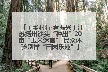 （乡村行·看振兴）江苏扬州沙头“种出”20亩“玉米迷宫” 民众体验别样“田园乐趣”