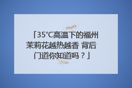 35℃高温下的福州茉莉花越热越香 背后门道你知道吗？